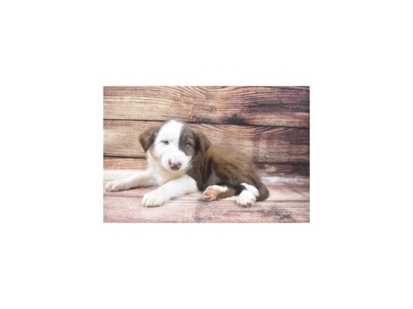 Border Collie DOG Male Red and White 22677 Petland Las Vegas, Nevada