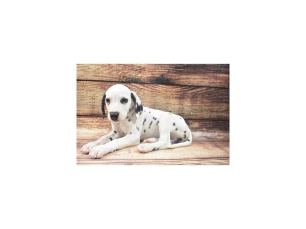 Dalmatian DOG Male White and Black 22671 Petland Las Vegas, Nevada