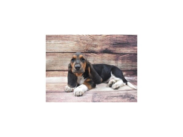 Basset Hound DOG Female Black Tan and White 22672 Petland Las Vegas, Nevada