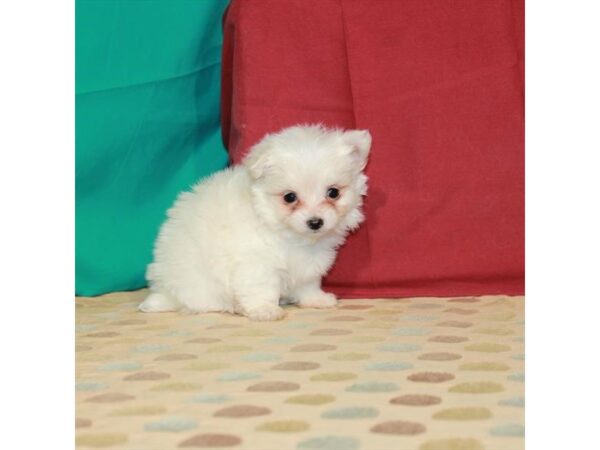 Chihuahua/Maltese DOG Female White / Cream 22688 Petland Las Vegas, Nevada