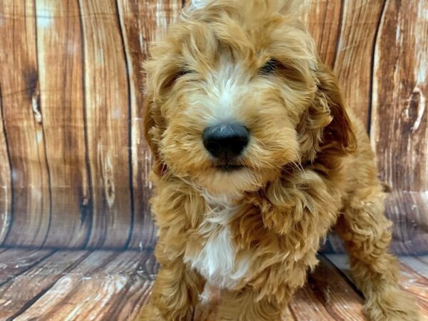 F1 Mini Golden Doodle DOG Male Red 22618 Petland Las Vegas, Nevada