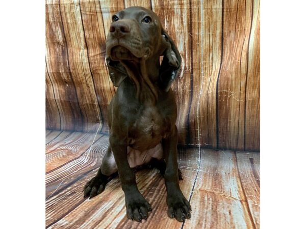 German Shorthair Pointer-DOG-Female-Liver-22699-Petland Las Vegas, Nevada