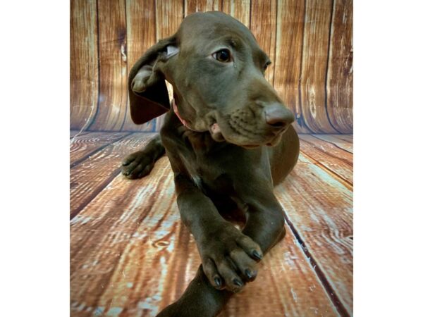 German Shorthair Pointer-DOG-Female--22698-Petland Las Vegas, Nevada