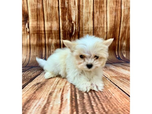 Chihuahua/Maltese DOG Male White / Cream 22689 Petland Las Vegas, Nevada