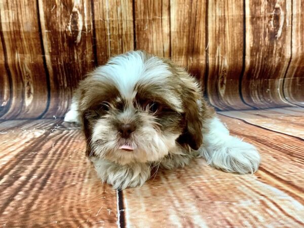 Shih Tzu DOG Male White / Chocolate 22685 Petland Las Vegas, Nevada