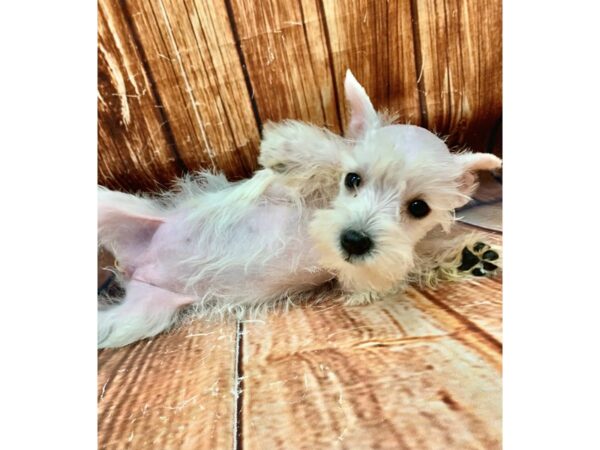 Miniature Schnauzer DOG Female White 22683 Petland Las Vegas, Nevada