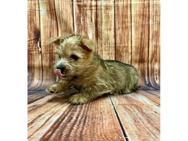 Cairn Terrier DOG Male Wheaten 22681 Petland Las Vegas, Nevada