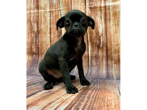 Brussels Griffon DOG Female Black 22679 Petland Las Vegas, Nevada