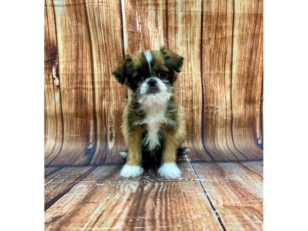 Brussels Griffon-DOG-Male-Belge-22680-Petland Las Vegas, Nevada