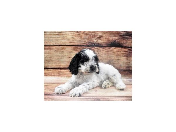 Cockapoo DOG Male Black and White 22701 Petland Las Vegas, Nevada