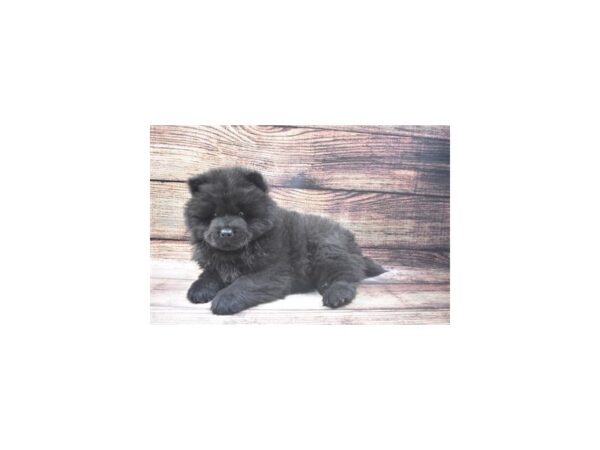 Chow Chow DOG Male Black 22711 Petland Las Vegas, Nevada