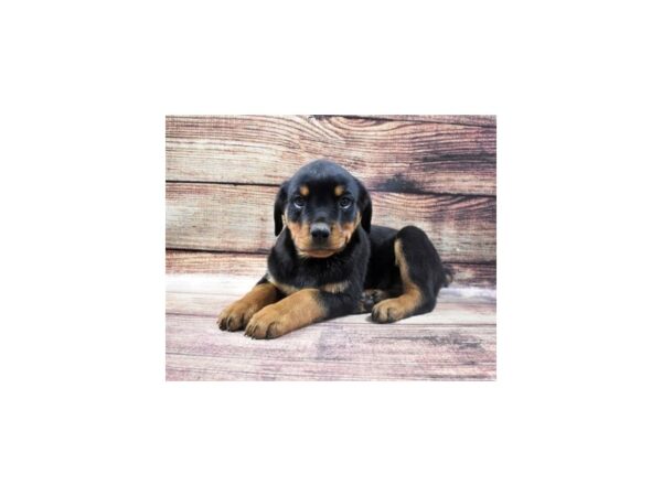 Rottweiler DOG Male Black and Mahogany 22704 Petland Las Vegas, Nevada