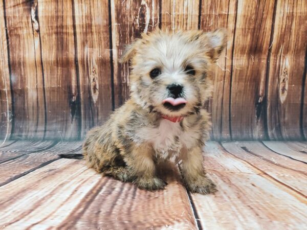 Cairn Terrier DOG Female Wheaten 22714 Petland Las Vegas, Nevada