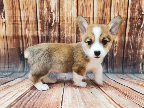 Pembroke Welsh Corgi DOG Male Red / White 22721 Petland Las Vegas, Nevada