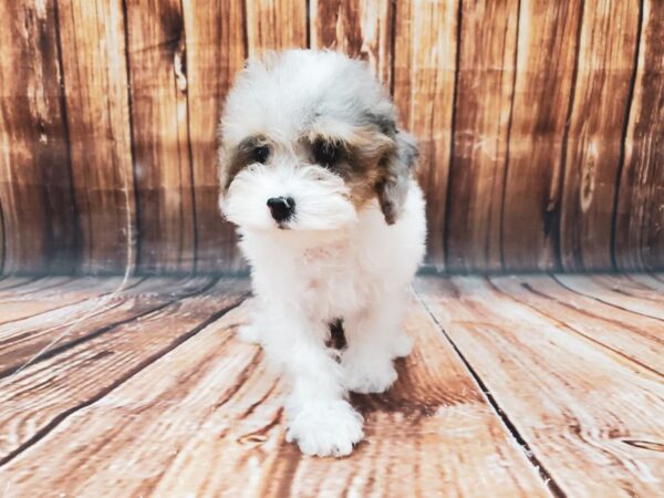 Poodle-DOG-Female-White / Blue Merle-22715-Petland Las Vegas, Nevada