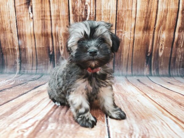 Havanese DOG Female Gold Sable 22720 Petland Las Vegas, Nevada