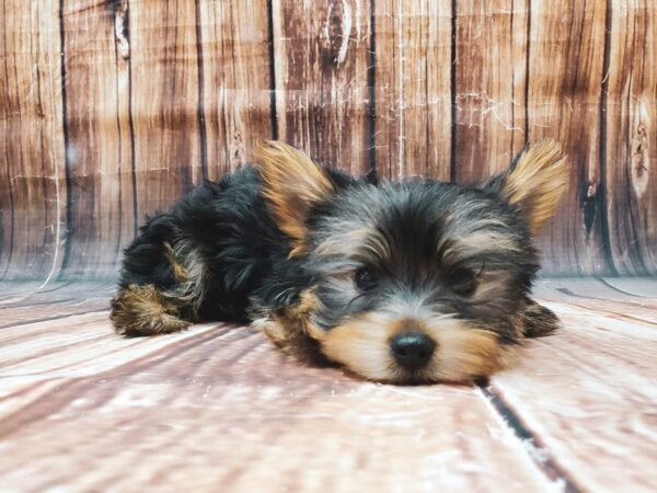 Yorkshire Terrier DOG Male Black / Tan 22719 Petland Las Vegas, Nevada