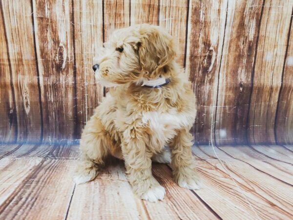 Poodle/Soft Coated Wheaten Terrier DOG Male Golden 22725 Petland Las Vegas, Nevada