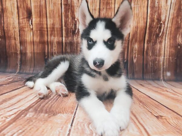 Siberian Husky DOG Male Black / White 22717 Petland Las Vegas, Nevada