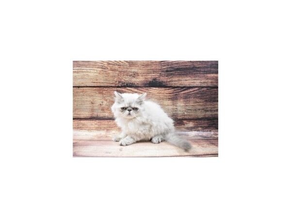 Himalayan-CAT-Male-Blue Point-22733-Petland Las Vegas, Nevada