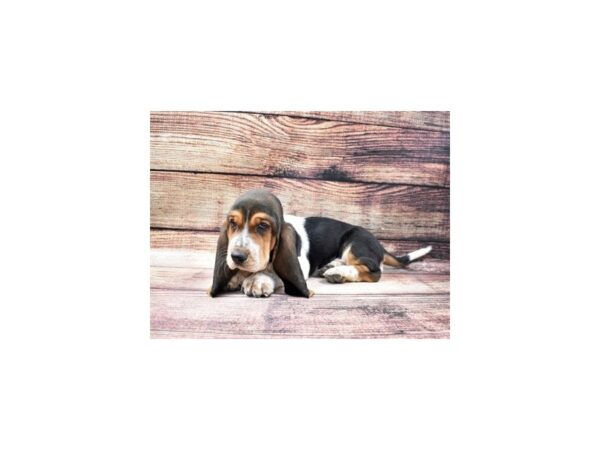 Basset Hound DOG Female Black Brown and White 22737 Petland Las Vegas, Nevada