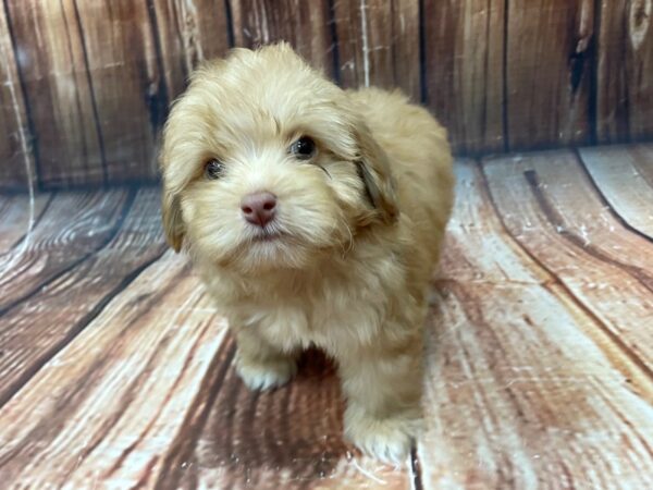 Australian Shepherd/Poodle-DOG-Male-Red Chocolate-22748-Petland Las Vegas, Nevada