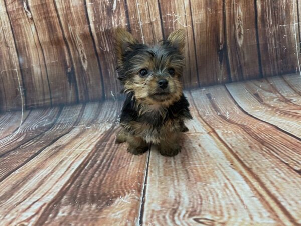 Yorkshire Terrier DOG Male Black / Tan 22744 Petland Las Vegas, Nevada