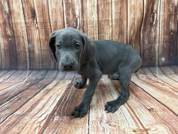 Weimaraner DOG Female Blue 22743 Petland Las Vegas, Nevada