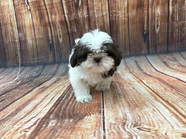 Shih Tzu DOG Female White / Chocolate 22742 Petland Las Vegas, Nevada