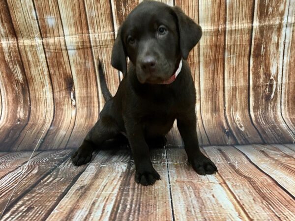 Labrador Retriever DOG Female 22755 Petland Las Vegas, Nevada