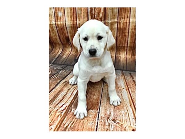 Labrador Retriever DOG Female 22754 Petland Las Vegas, Nevada