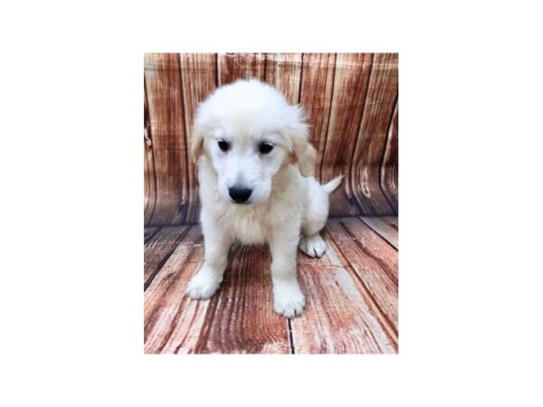 Golden Retriever DOG Male 22757 Petland Las Vegas, Nevada