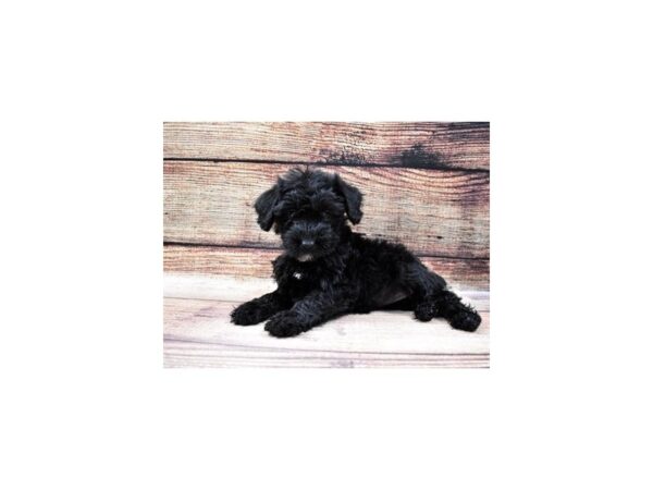 Miniature Schnauzer/Poodle DOG Female Black 22760 Petland Las Vegas, Nevada