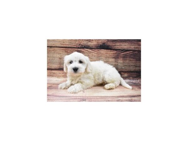 Coton De Tulear DOG Female White 22763 Petland Las Vegas, Nevada