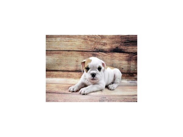 English Bulldog DOG Male Red and White 22775 Petland Las Vegas, Nevada