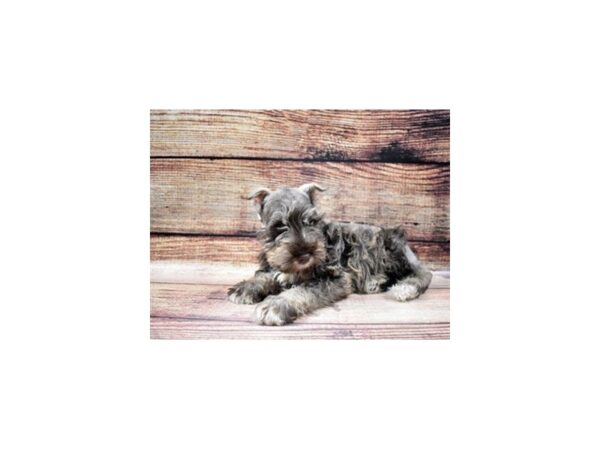 Miniature Schnauzer DOG Female Liver and Pepper 22766 Petland Las Vegas, Nevada