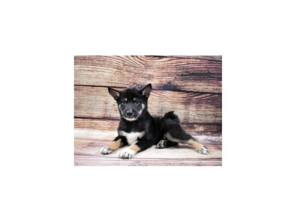 Shiba Inu DOG Male Black and Tan 22769 Petland Las Vegas, Nevada