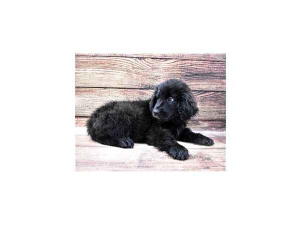 Newfoundland DOG Female Black 22767 Petland Las Vegas, Nevada