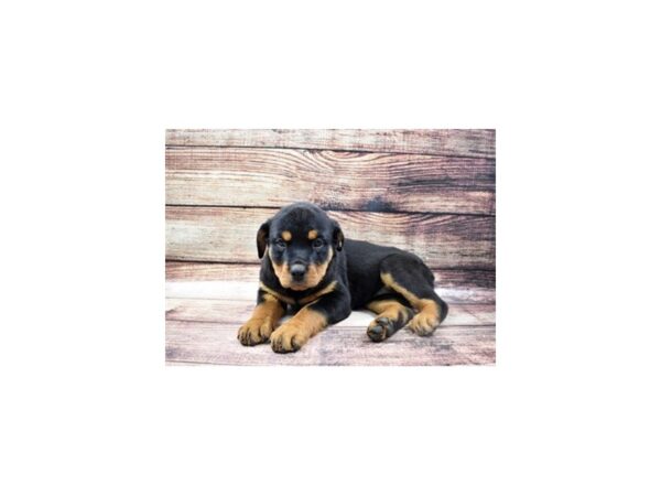 Rottweiler DOG Female Black and Mahogany 22768 Petland Las Vegas, Nevada