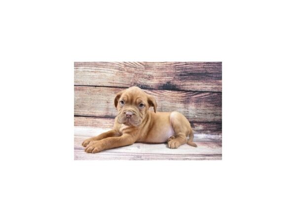 Dogue De Bordeaux-DOG-Male-Red-22764-Petland Las Vegas, Nevada