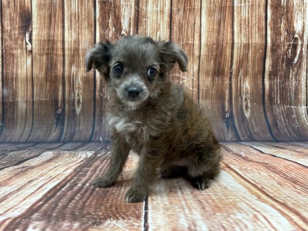 Poodle/Toy Australian Shepherd-DOG-Female-Blue Merle-22797-Petland Las Vegas, Nevada