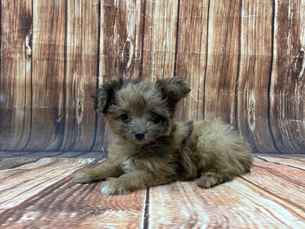 Poodle/Toy Australian Shepherd-DOG-Male-Red Merle-22796-Petland Las Vegas, Nevada