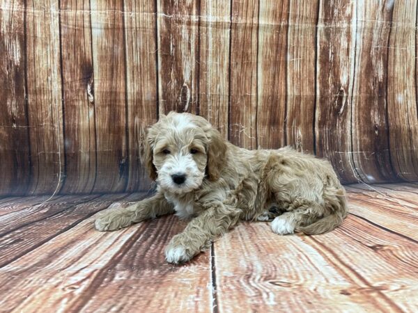 F1 Mini Goldendoodle-DOG-Male-Golden-22795-Petland Las Vegas, Nevada