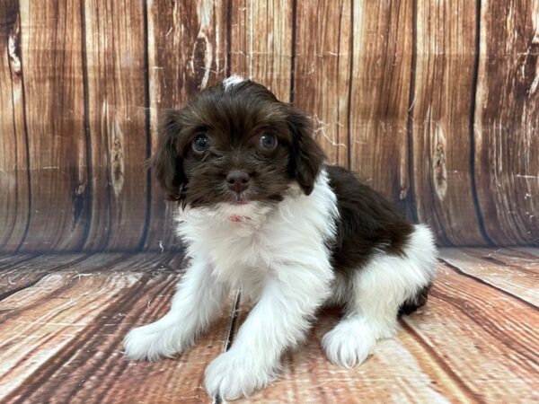 Poodle/Toy Australian Shepherd-DOG-Female-Chocolate / White-22794-Petland Las Vegas, Nevada