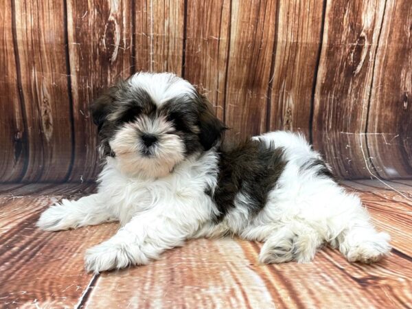 Havanese/Shih Tzu-DOG-Male-White / Gold-22792-Petland Las Vegas, Nevada