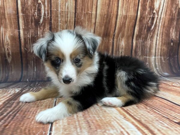 Australian Shepherd/Miniature Australian Shepherd-DOG-Female-Blue Merle-22784-Petland Las Vegas, Nevada