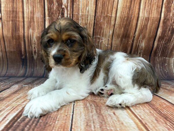 Cocker Spaniel DOG Male Red Roan 22782 Petland Las Vegas, Nevada