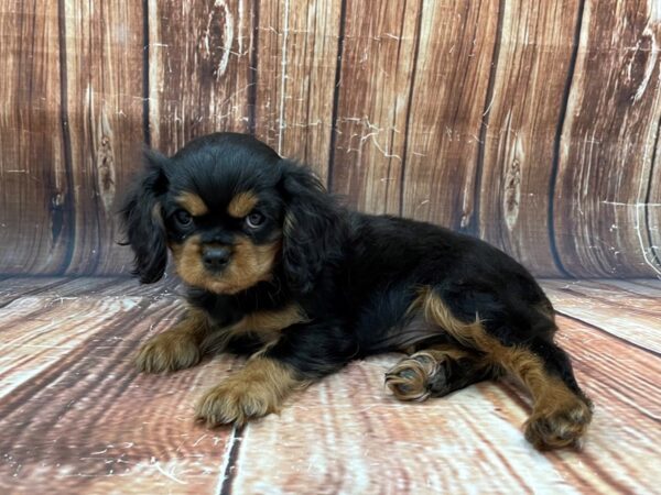 Cavalier King Charles Spaniel DOG Female Black / Tan 22780 Petland Las Vegas, Nevada