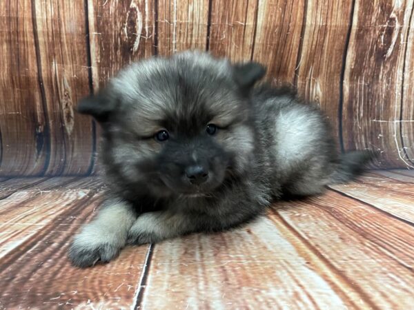 Keeshond DOG Male Black / Silver 22777 Petland Las Vegas, Nevada