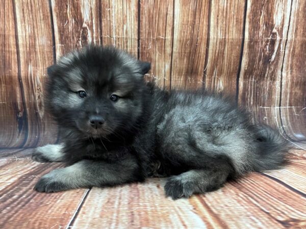 Keeshond DOG Female Black / Silver 22776 Petland Las Vegas, Nevada